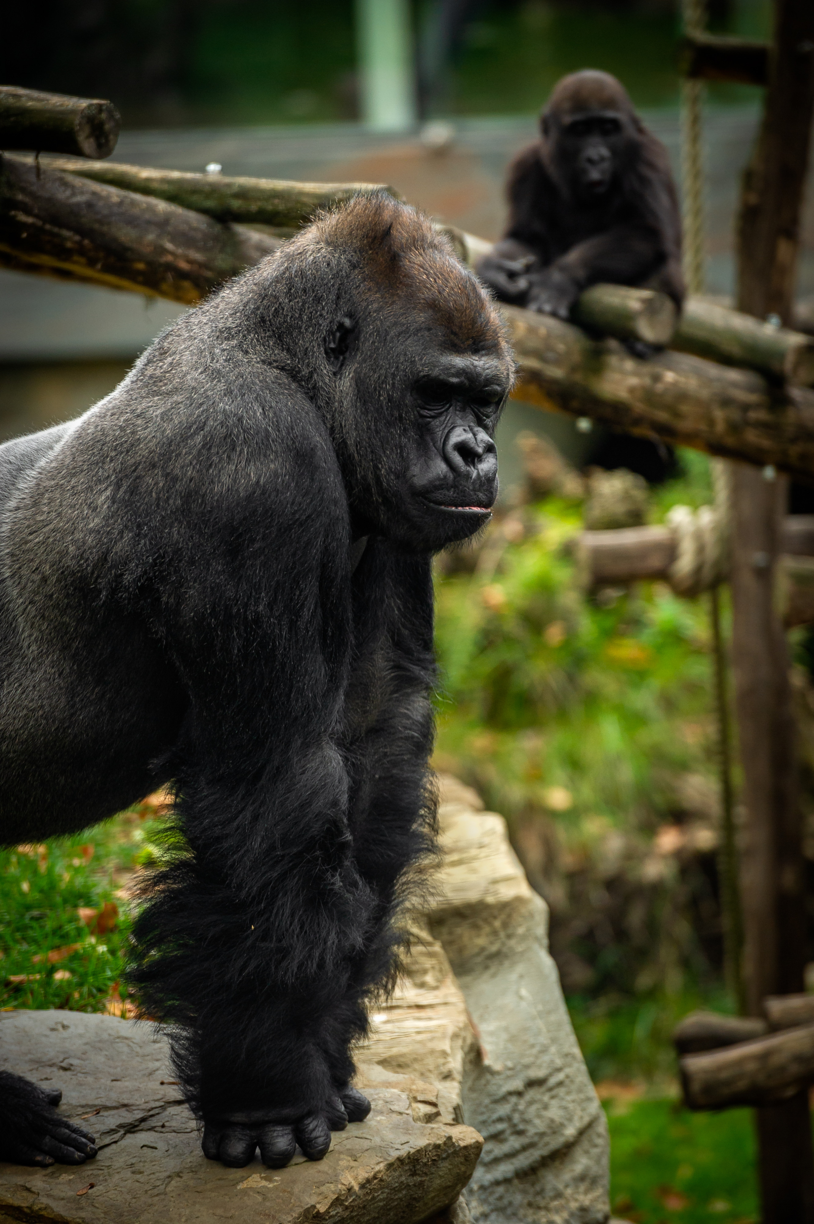 foto van twee gorilla's